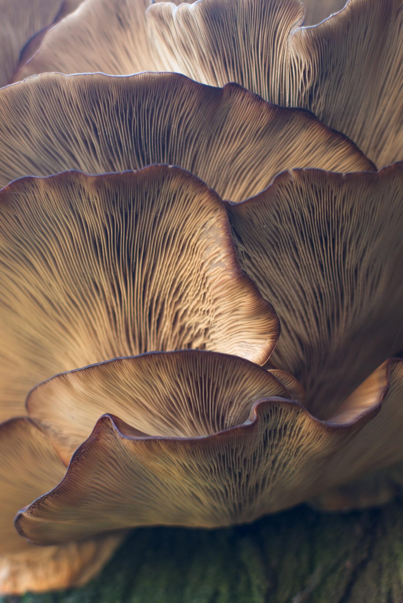 When Nature Calls CBD-winkel Amsterdam met assortiment Amsterdam magic truffels en deskundig advies