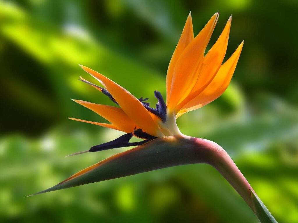 Strelitzia paradijsvogelplant met opvallende oranje en blauwe bloemen in tropische interieursetting