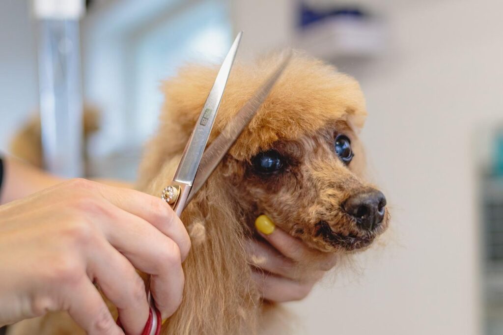 Professionele hondentrimmer in Hellevoetsluis verzorgt een hond met liefde en deskundigheid
