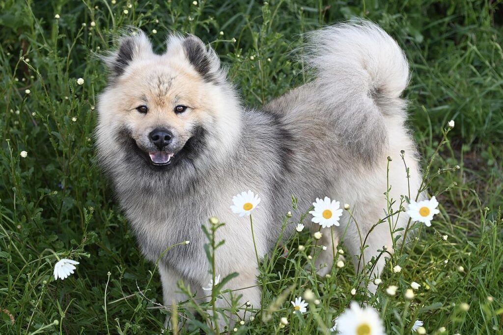 Hondenfokker in Soest presenteert gezonde puppies met ethische fokpraktijken en gemeenschapsbetrokkenheid