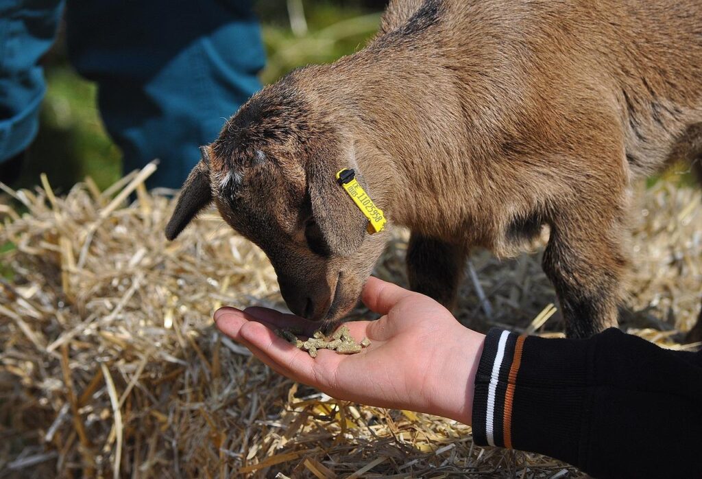 Kinderen aaien geiten op de kinderboerderij in Kampen tijdens een educatieve en leerzame dag